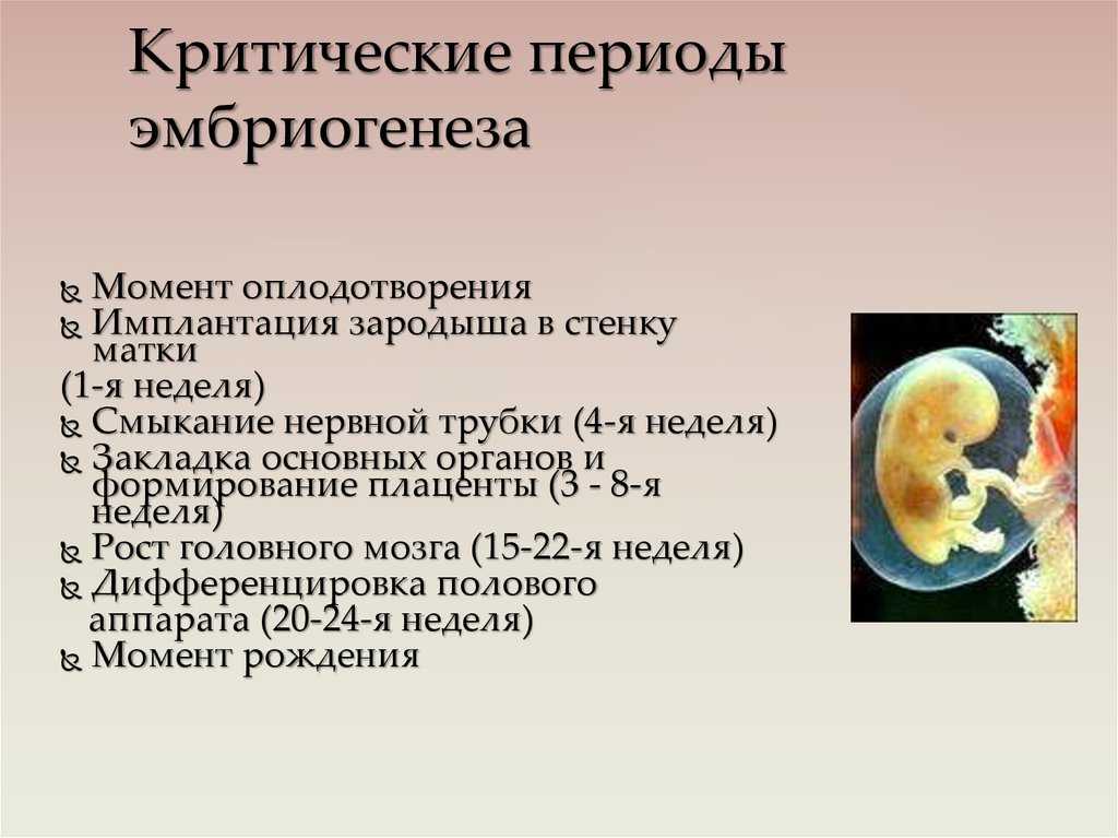 Фетометрия плода: размеры по неделям беременности по узи (таблица норм)