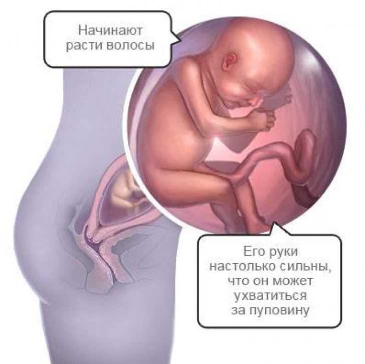 22 неделя беременности. фото живота с мальчиком и девочкой, отличия, развитие, размер плода
