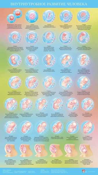 Беременность по неделям | развитие плода по неделям беременности: фото, описание и ощущения женщин на разных этапах беременности