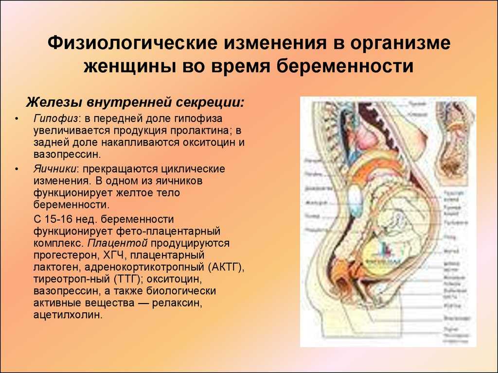 Беременность. признаки и течение беременности. организм беременной женщины