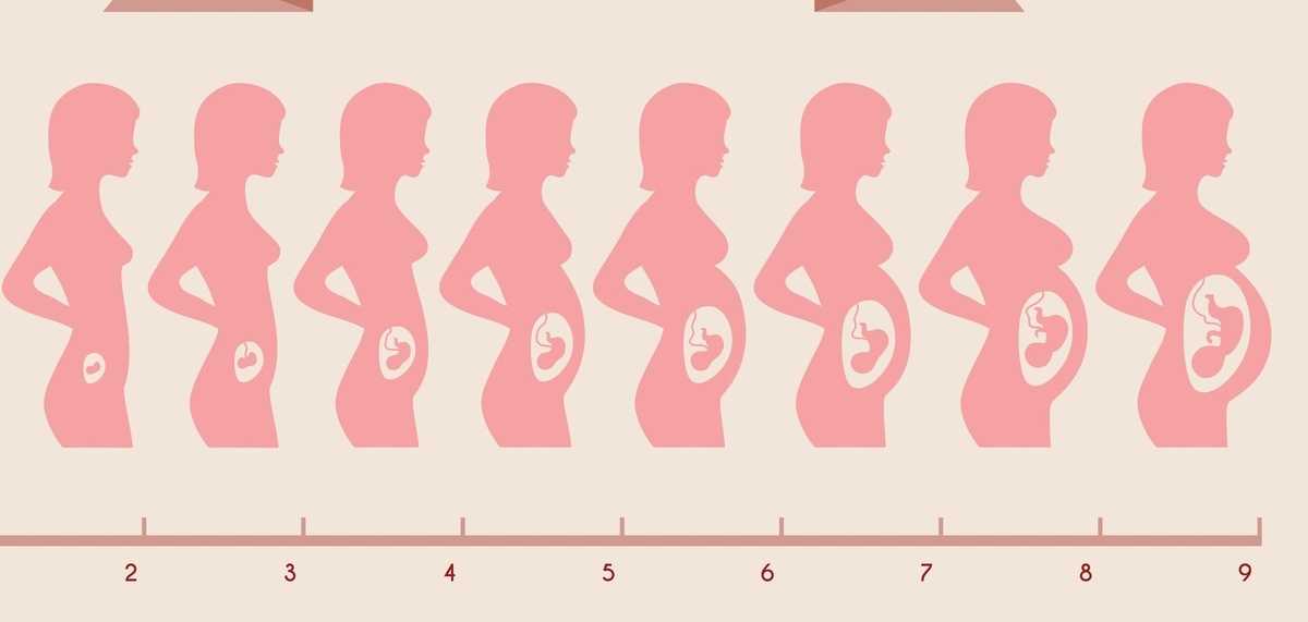 Как растет живот во время беременности: динамика изменения окружности по неделям и месяцам, фото, норма роста и опасность отклонений от нее