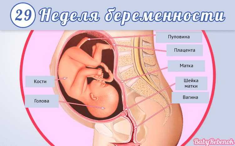 29 неделя беременности - мапапама.ру — сайт для будущих и молодых родителей: беременность и роды, уход и воспитание детей до 3-х лет
