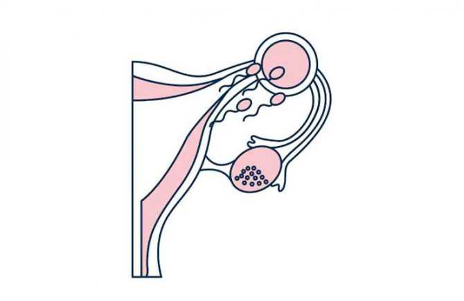 Взаимосвязь месячных и беременности