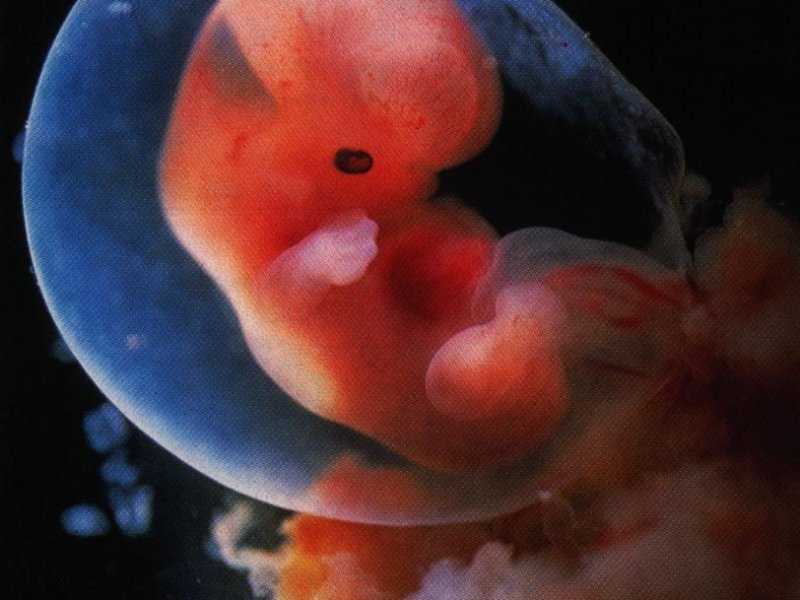 Развитие плода до 12 недель беременности: а что происходит в животике мамы