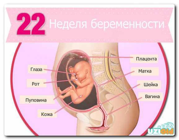 12 неделя беременности: узи плода на 12 неделе