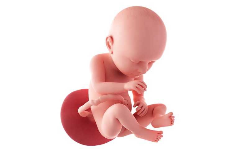 37 неделя беременности рост и развитие малыша