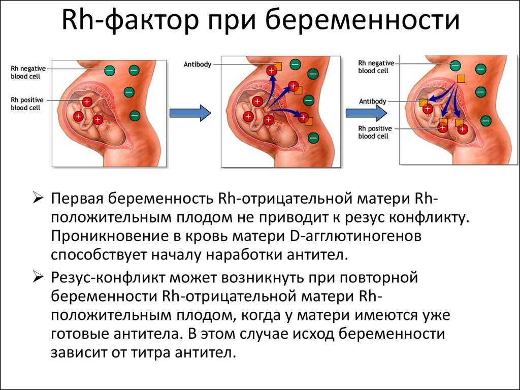 Определение резус фактора плода (ген rhd) в крови матери, молекулярно генетическим методом | клинико-диагностические лаборатории "олимп"
