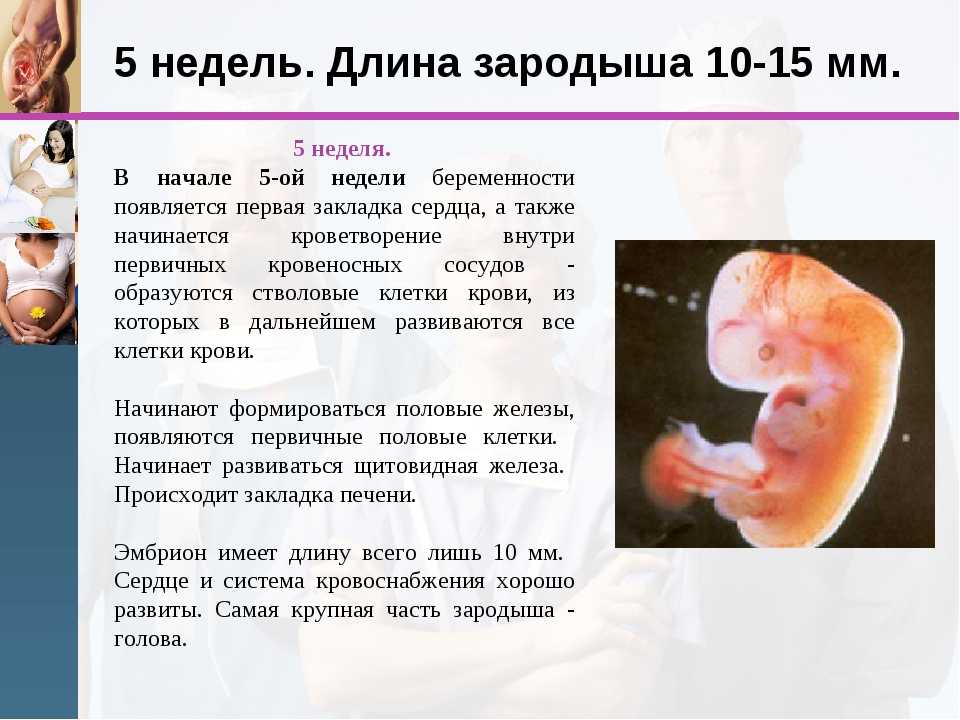 Третья неделя беременности от зачатия: признаки, что происходит с ребенком, узи плода, что делать, если болит живот | nutrilak