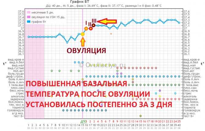 Базальная температура (бт), график, определение базальной температуры - норма, высокая, низкая, бт перед месячными, при овуляции