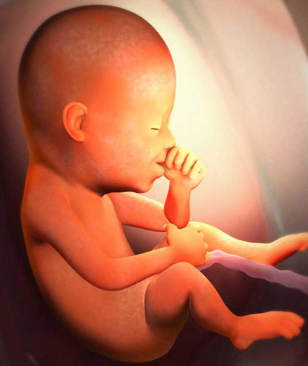 28 неделя беременности фото и развитие малыша — евромедклиник