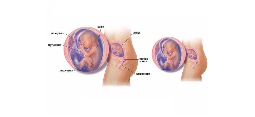 19 неделя беременности: как часто должен шевелиться ребенок и что происходит с малышом и мамой