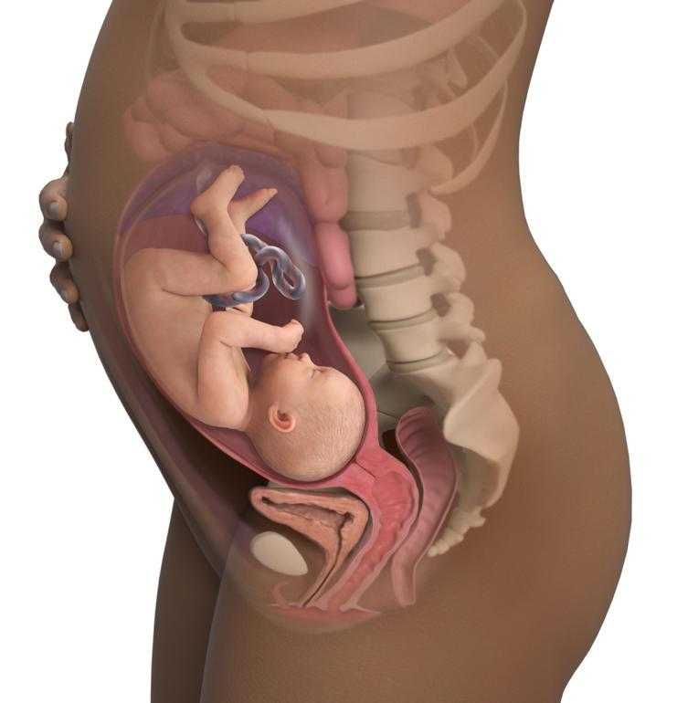 36 неделя беременности рост и развитие малыша
