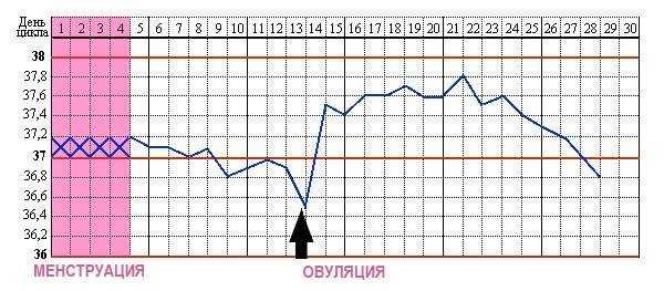 Базальная температура при овуляции | график