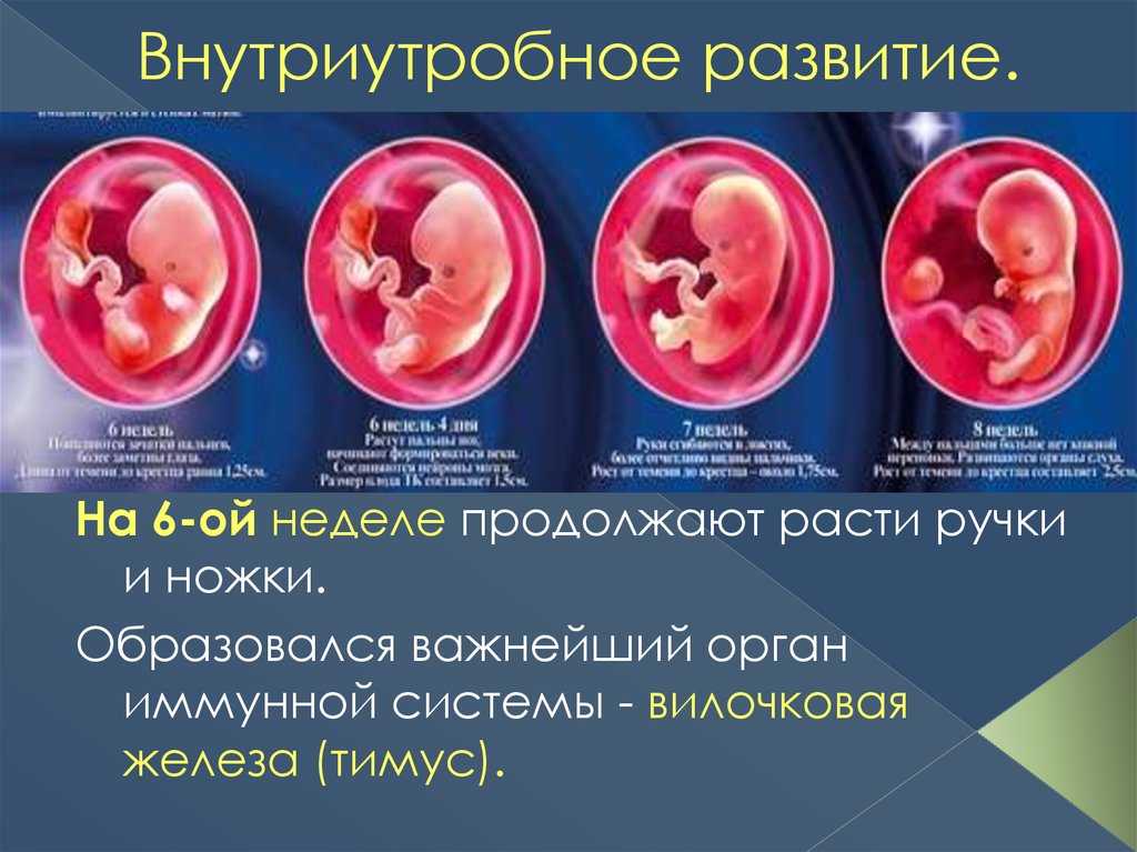 Внутриутробное развитие ребенка по неделям (периоды), фото