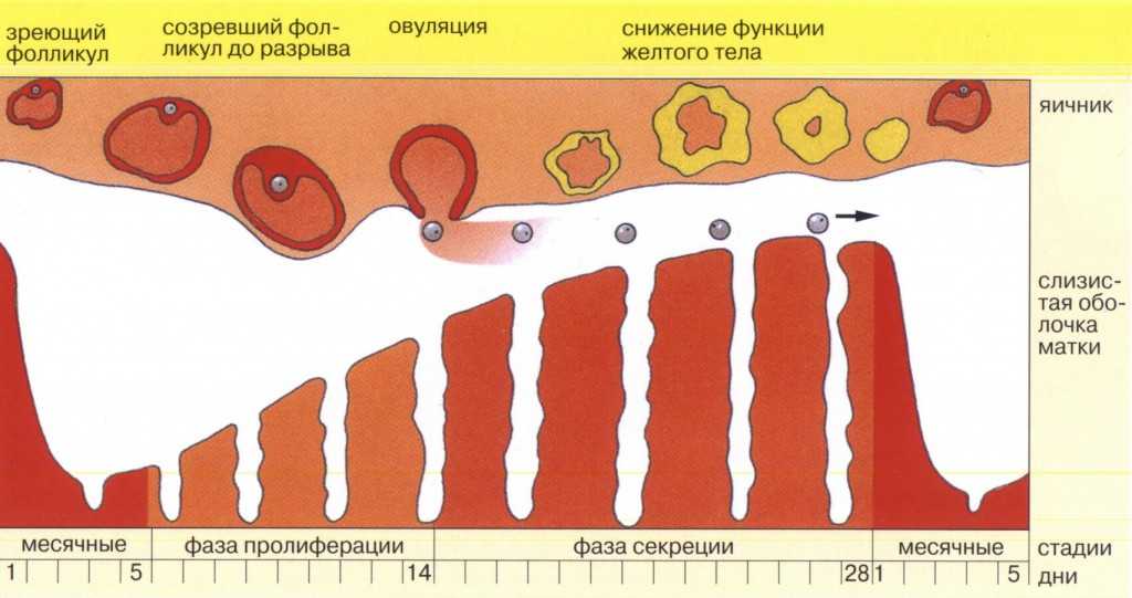 Менструальный цикл. Овуляция. Выделения в менструальном цикле. Выделение по циклу месячных. При овуляции повышается