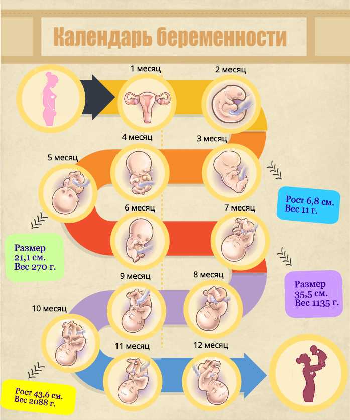 11 неделя беременности – что происходит с малышом и мамой в период первого скрининга?