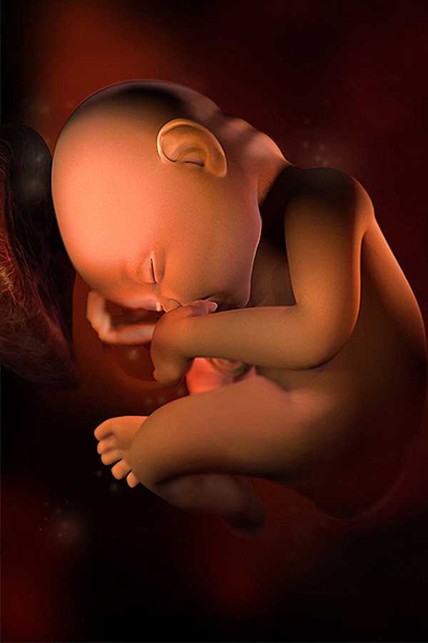 34 неделя беременности - мапапама.ру — сайт для будущих и молодых родителей: беременность и роды, уход и воспитание детей до 3-х лет