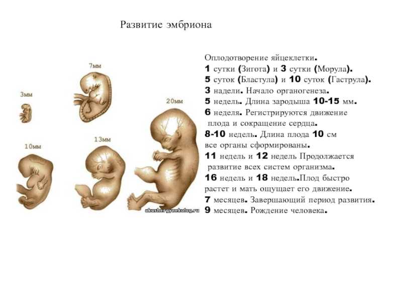 Постэмбриональное развитие человека