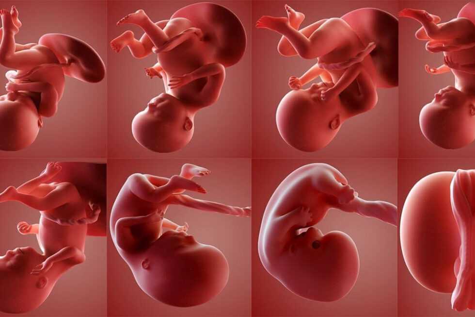 23 неделя беременности: развитие плода и ощущения мамы, рекомендации гинеколога