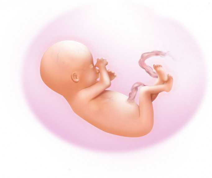 8 неделя беременности - признаки, симптомы, ощущения на восьмой неделе беременности: описание в блоге мамин курс