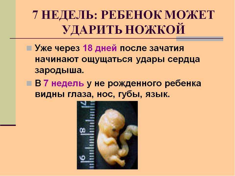 Формы развития плода. Эмбрион по неделям беременности 6-7 недель. Как выглядит в 7 недель эмбрион ребенка. Беременность 7 недель выглядит эмбрион. Срок 7 недель беременности.