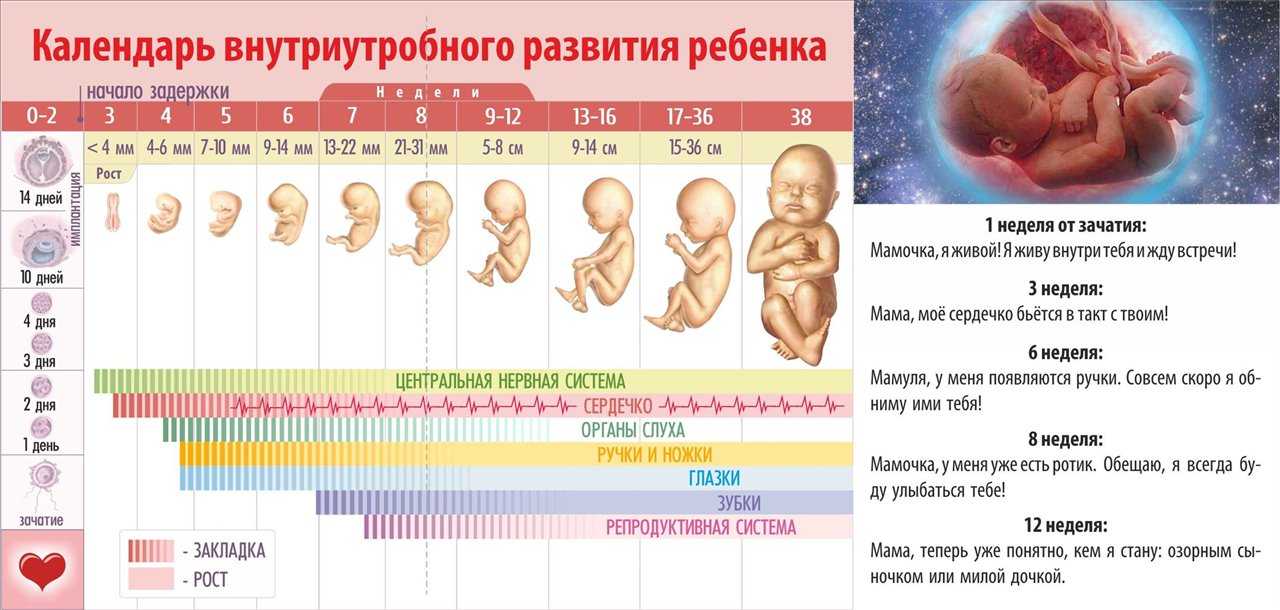 Узи 2 триместра беременности на сроках 18, 19, 20, 21, 22 недели