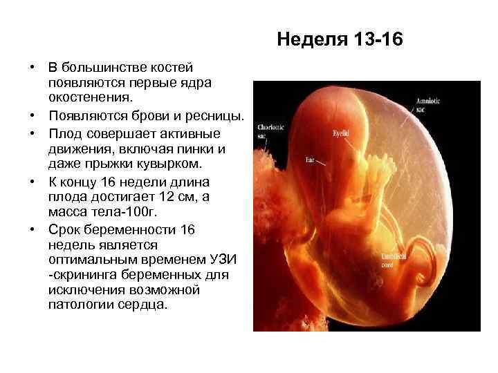 Вторая неделя беременности: признаки, что происходит с животом, показывает ли тест, фото узи | nutrilak