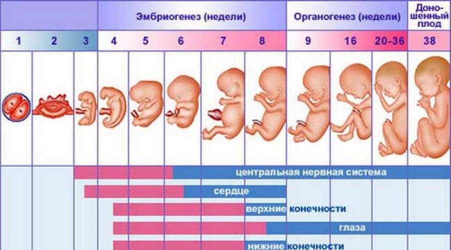 Беременность срок 17 недель. Как выглядит ребёнок в животе по неделям. Стадии развития ребенка в утробе. Развитие плода по неделям в картинках. Этапы беременности по неделям.