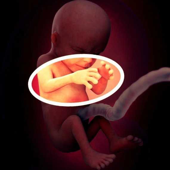 Седьмая неделя беременности: что происходит с малышом, с животом, фото узи – как выглядит ребенок, ощущения | nutrilak