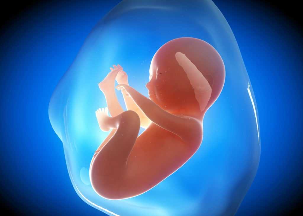 Физиологические изменения в организме женщины при беременности