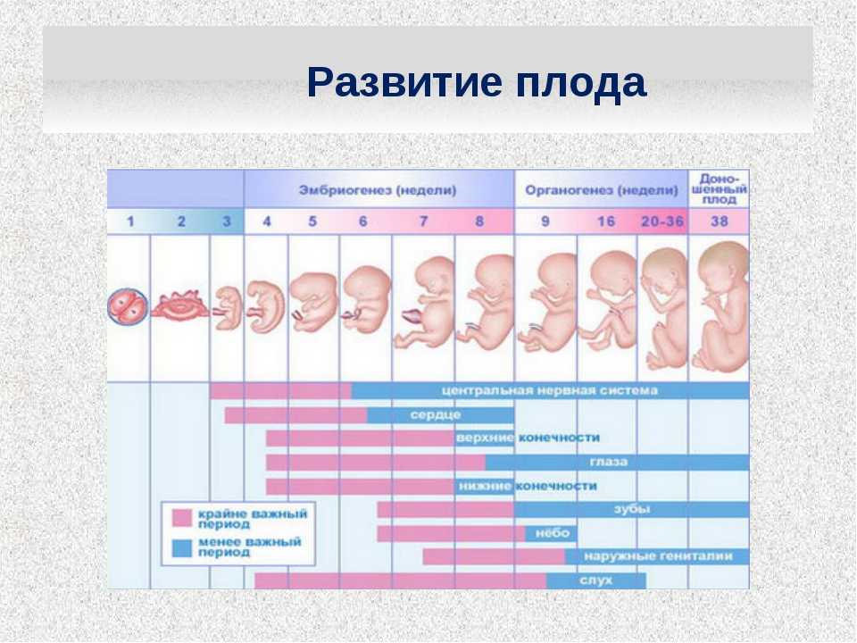 Восьмая неделя беременности: признаки, что происходит с ребенком, фото плода на узи; боли, выделения, температура – тревожные симптомы  | nutrilak