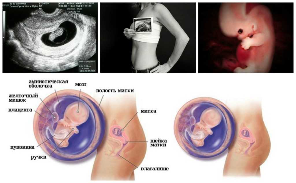 9 неделя беременности - признаки, симптомы, ощущения на восьмой неделе беременности: описание в блоге мамин курс