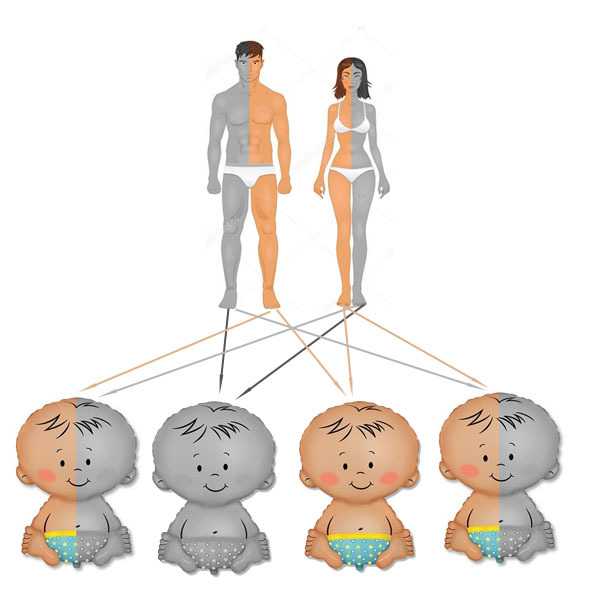 Как узнать как будут выглядеть будущие дети. вопросы генетики: как она влияет на внешность и формирование характера ребенка