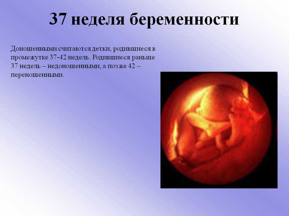 37 неделя беременности развитие и фото — евромедклиник