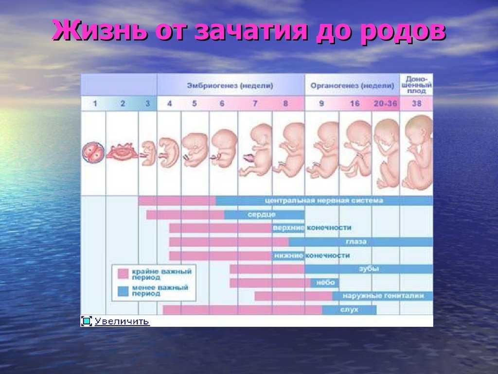 Как определить срок плода и дату родов? | аборт в спб