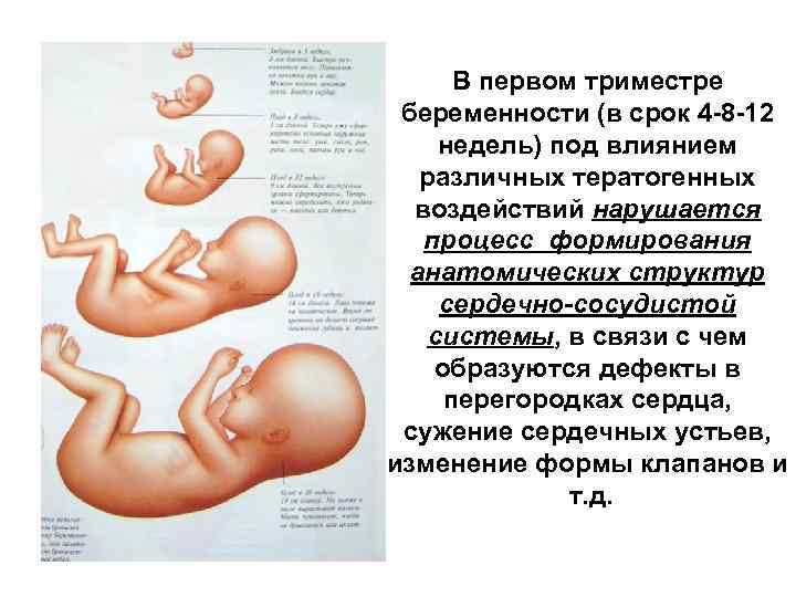 Беременность по месяцам: изменения, необходимые тесты, развитие ребенка | аборт в спб