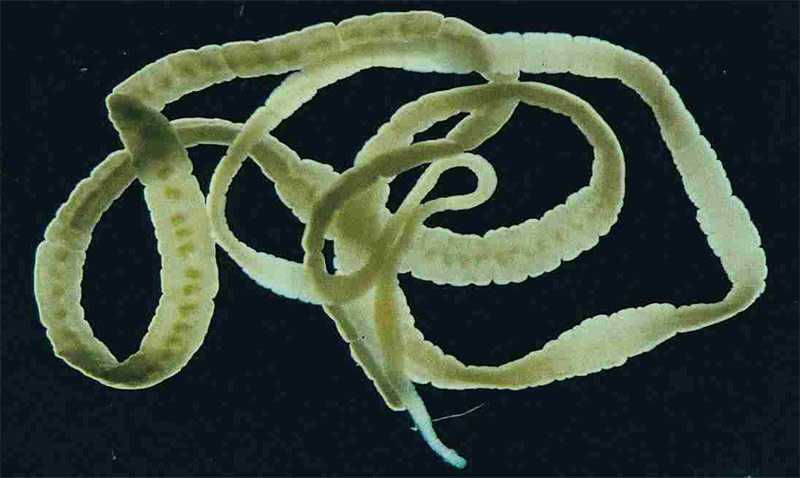 Жизнь ленточного червя. Морской ленточный червь.