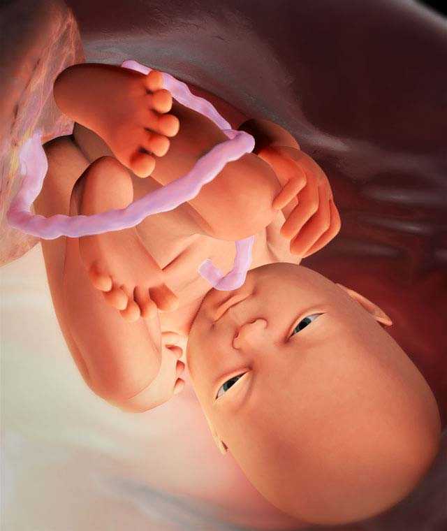36 неделя беременности - живот, шевеления, развитие плода, фото, узи | doctorfm.ru