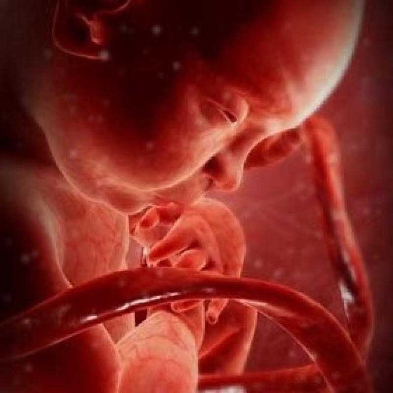 Человек в утробе матери. Внутриутробное развитие. Внутриутробное развитие плода.