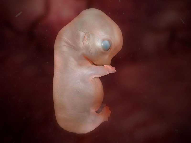 24 неделя беременности от зачатия: как выглядит живот и плод, ощущения мамы, роды