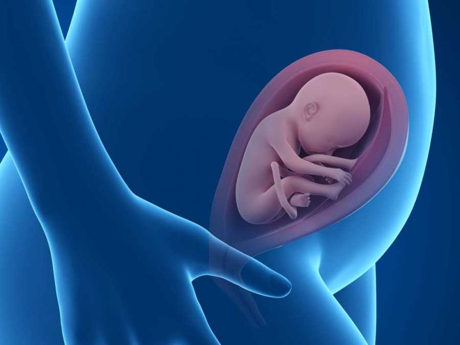 Эмбрион в утробе матери. Ребенок в животе 25 недель