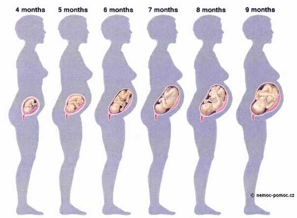 5 месяц беременности — растущий животик | pampers ru