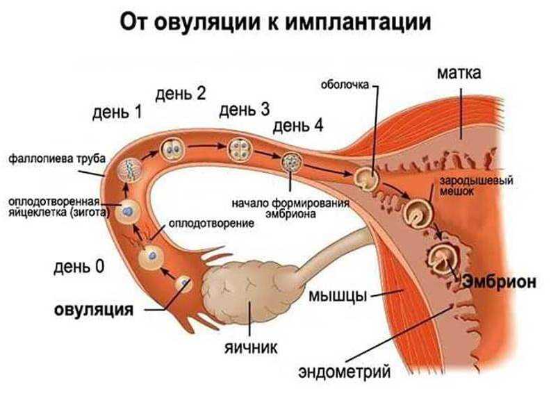 После каких дней наступает беременность. Этапы оплодотворения яйцеклетки у человека по дням. Оплодотворение в маточной трубе. Путь яйцеклетки в матку схема. Путь оплодотворенной яйцеклетки в матку по дням.