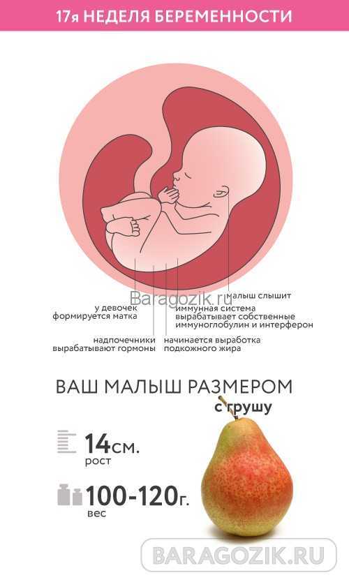 16 неделя беременности: узи плода на 16 неделе