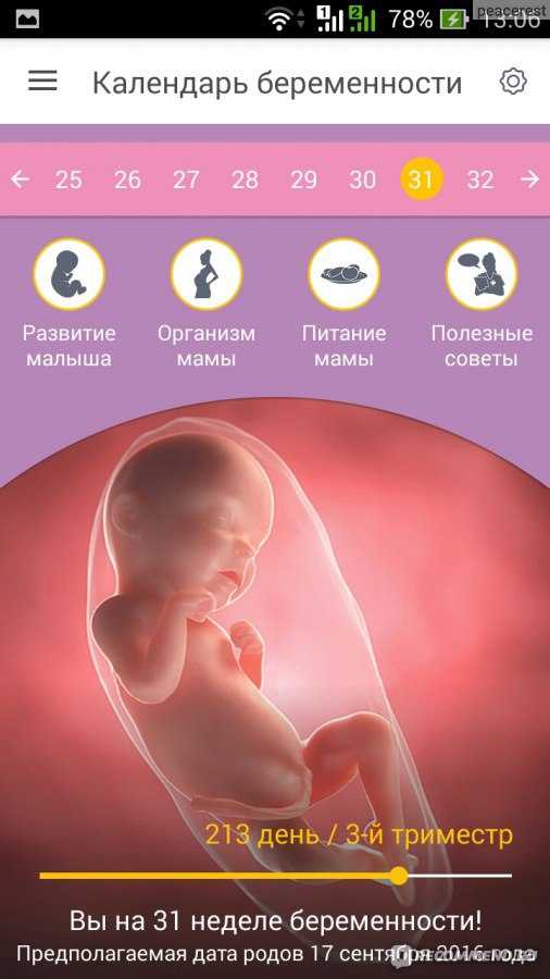 11 неделя беременности: ребенок растет, меняется его лицо, формируются его половые органы