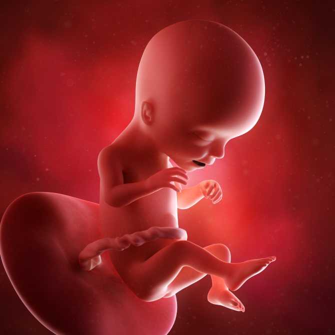 22 акушерская неделя беременности: что происходит, развитие плода