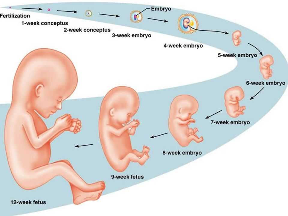 Первый месяц беременности: особенности
