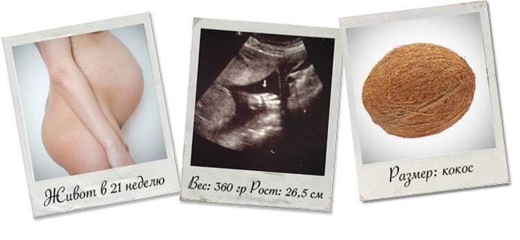 Беременность 21. 21 Неделя беременности размер плода. 21 Неделя беременности фото плода. Размер малыша на 21 неделе. Вес плода в 21 неделю беременности.