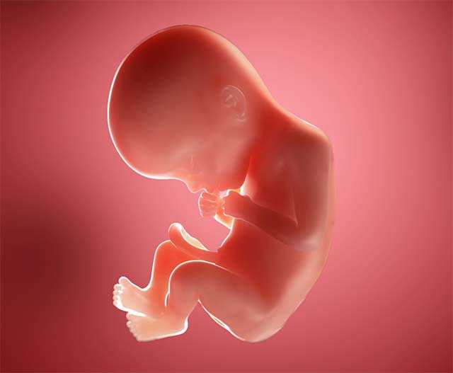 22 неделя беременности: развитие ребенка | pampers ru