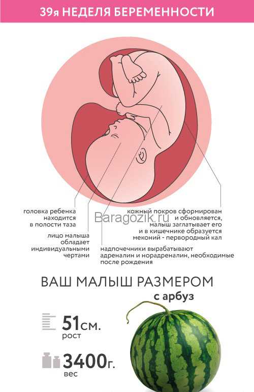 17 неделя беременности - мапапама.ру — сайт для будущих и молодых родителей: беременность и роды, уход и воспитание детей до 3-х лет